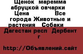 Щенок  маремма абруцкой овчарки › Цена ­ 50 000 - Все города Животные и растения » Собаки   . Дагестан респ.,Дербент г.